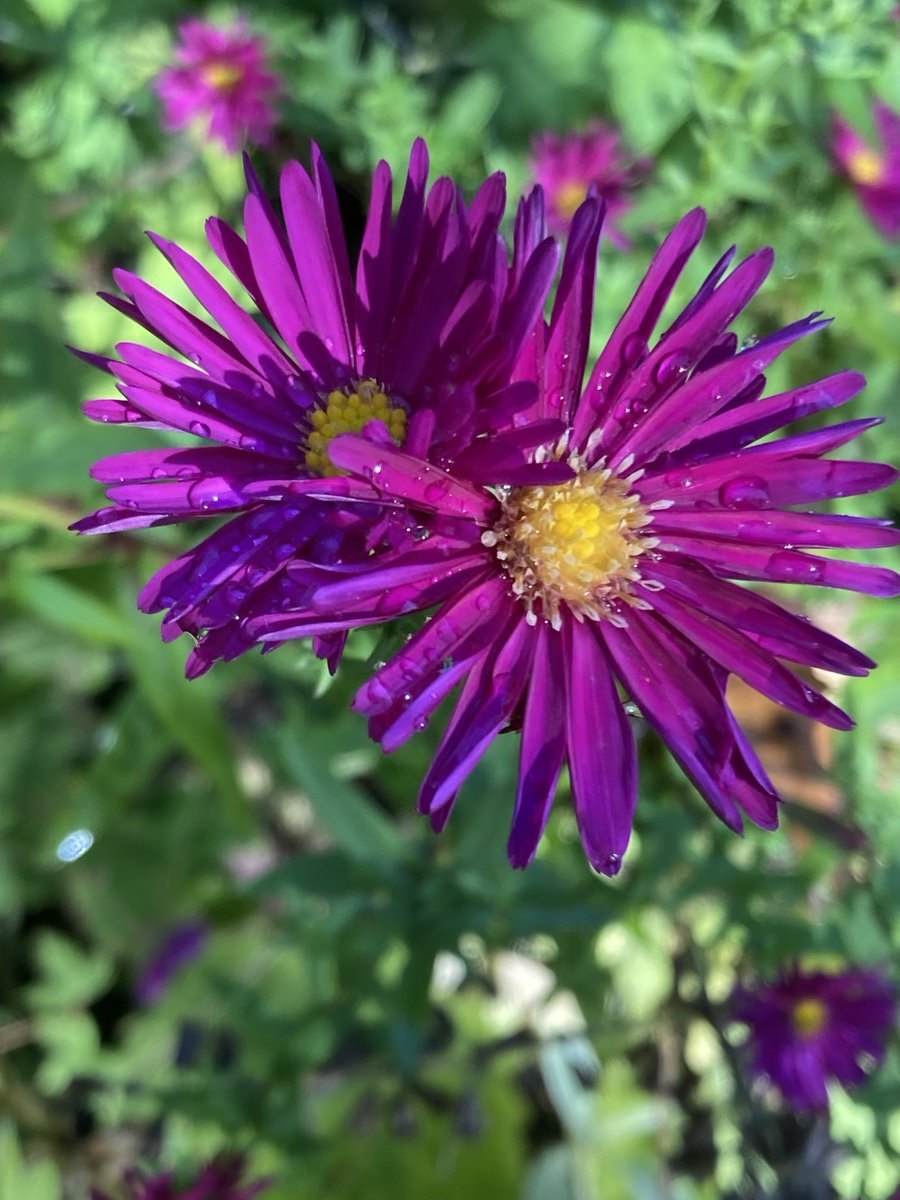 Michaelmas daisies still providing autumn colour in my Derbyshire garden  ⁦⁦<a href="/GardensHour/">GardensHour</a>⁩ #GardensHour