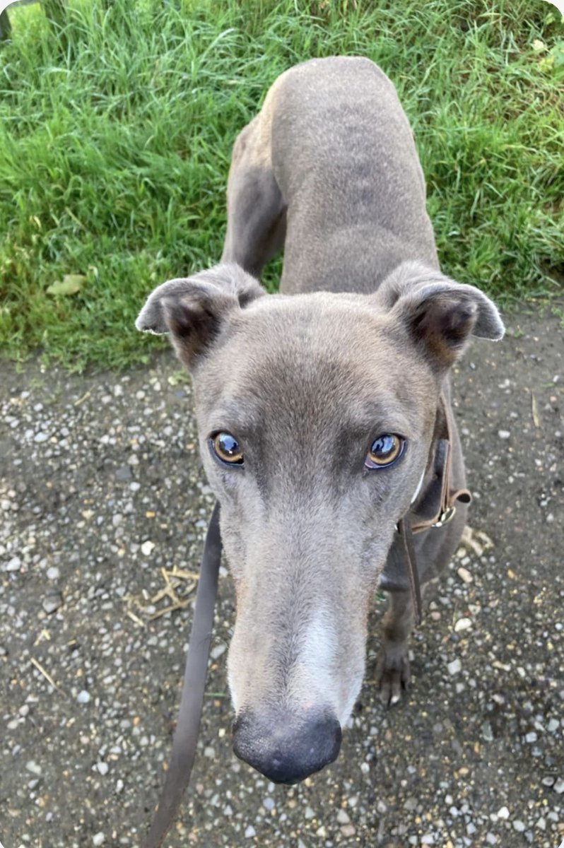 Anyone interested in offering Boris a sofa ? <a href="/Stophersracing/">Gemma Davidson</a>