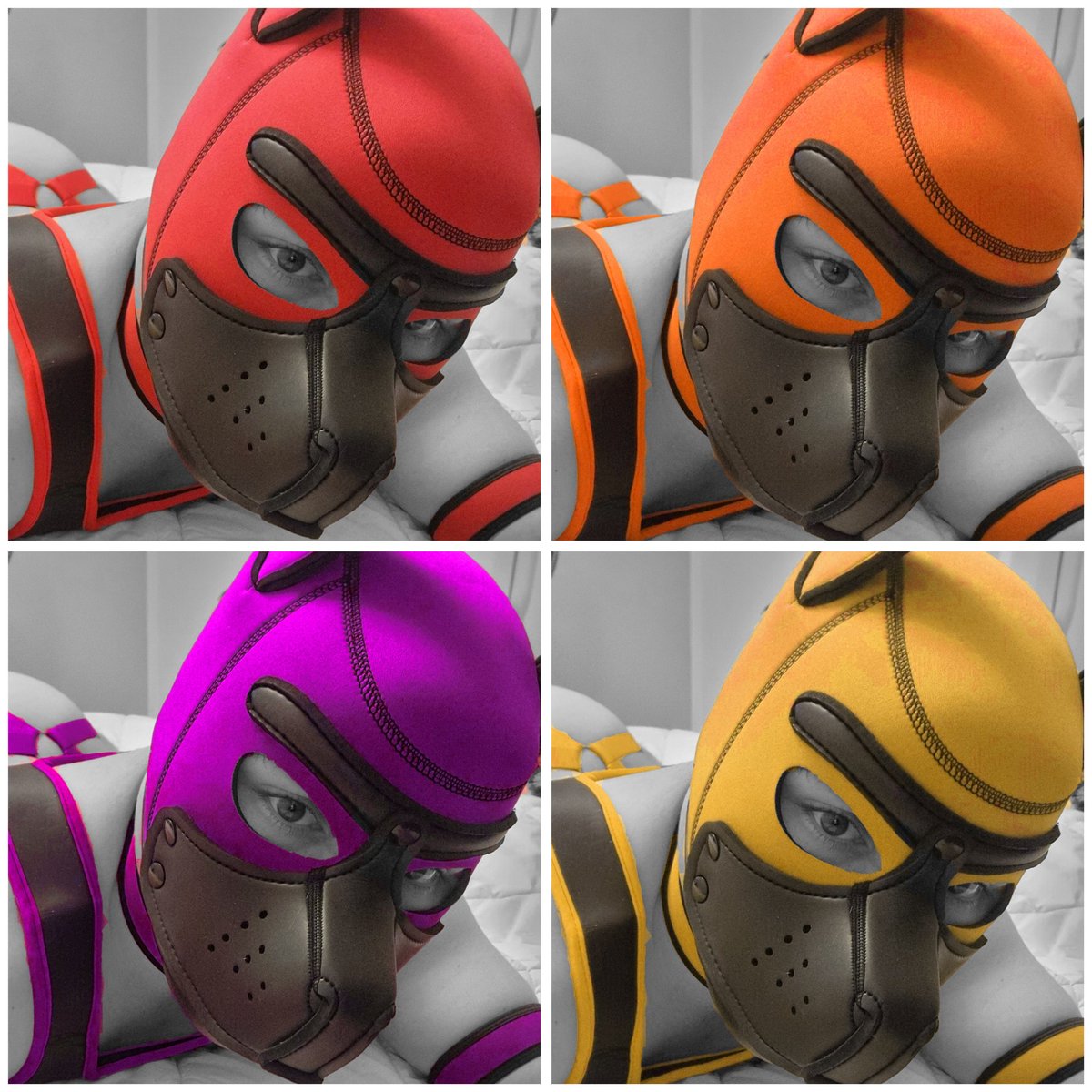 Bolt the Pup tweet media