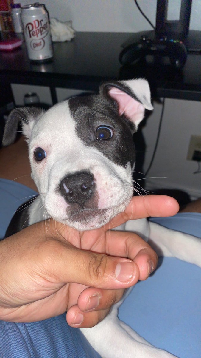 Broke down today thinking I’m about my sweet girl, how I miss you 💔 you were just a baby.