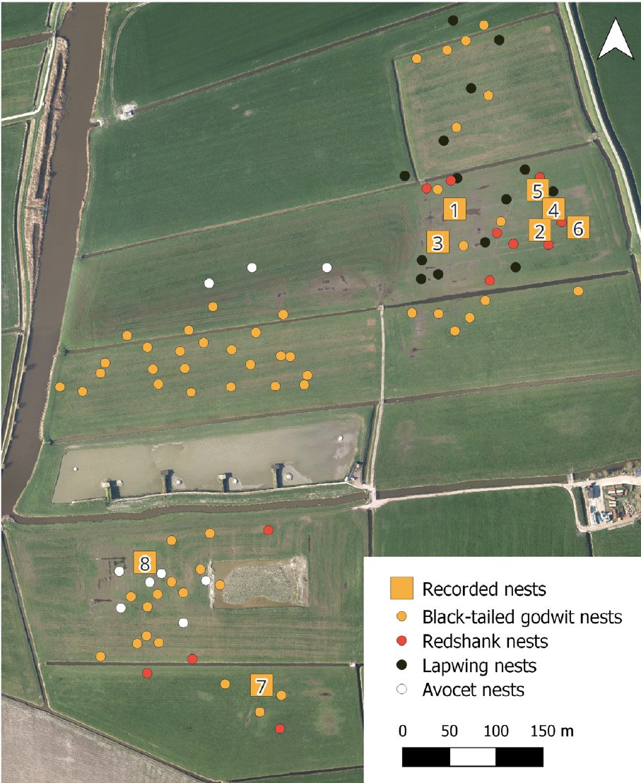 Global Flyway Network (@globalflyway) on Twitter photo More than 60 y after seminal work on behaviour of black-tailed #godwits by Hans Lind at #Tipperne, vocalizations at nest receive new scrutiny. In #OpenAccess paper in <a href="/AvianBiology/">J. of Avian Biology</a>, <a href="/OBelfin/">Ondrej Belfin</a> & coauthors show that #grutto's are quiet at night (& much more!) doi.org/10.1111/jav.03… More than 60 y after seminal work on behaviour of black-tailed #godwits by Hans Lind at #Tipperne, vocalizations at nest receive new scrutiny. In #OpenAccess paper in <a href="/AvianBiology/">J. of Avian Biology</a>, <a href="/OBelfin/">Ondrej Belfin</a> & coauthors show that #grutto's are quiet at night (& much more!) doi.org/10.1111/jav.03…