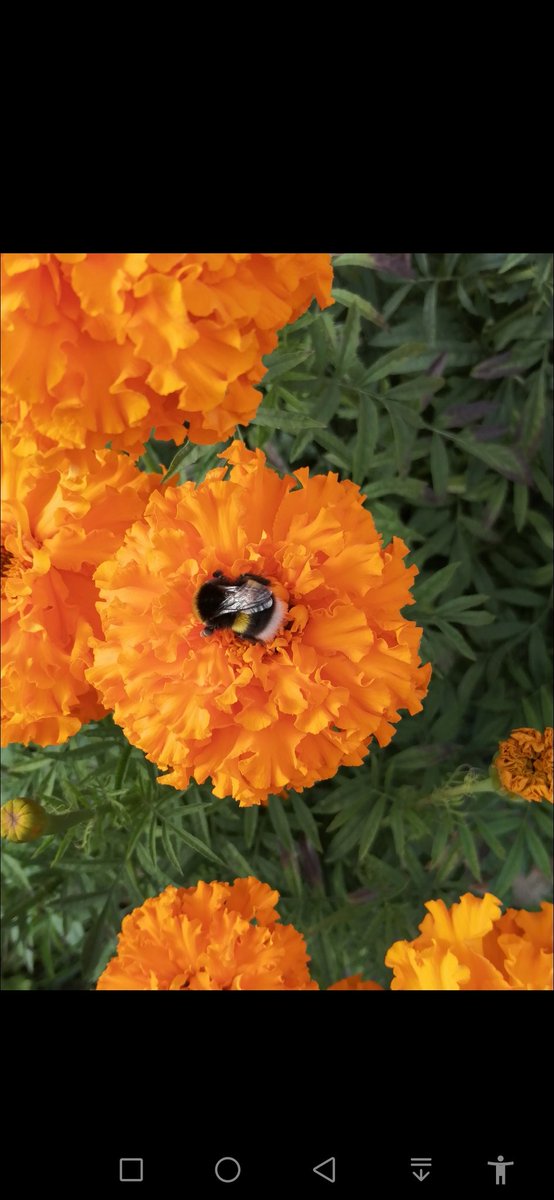 Не люблю осень хотя бы за грязь, поэтому решила выложить фото из лета
#цветы #насекомые #лето