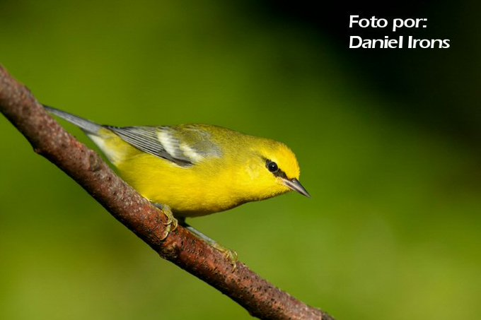 ElSalvadorBirds's tweet photo. CHIPE ALIAZUL (Vermivora cyanoptera) 12 cms. Es migratorio, anida en Norteamérica e inverna en C.A. Se alimenta de pequeños insectos. En #ElSalvador es rara y se le puede observar en un gran diversidad de hábitats aunque prefiere bosques arriba de 500 msnm. https://t.co/ON3dwvlFw5