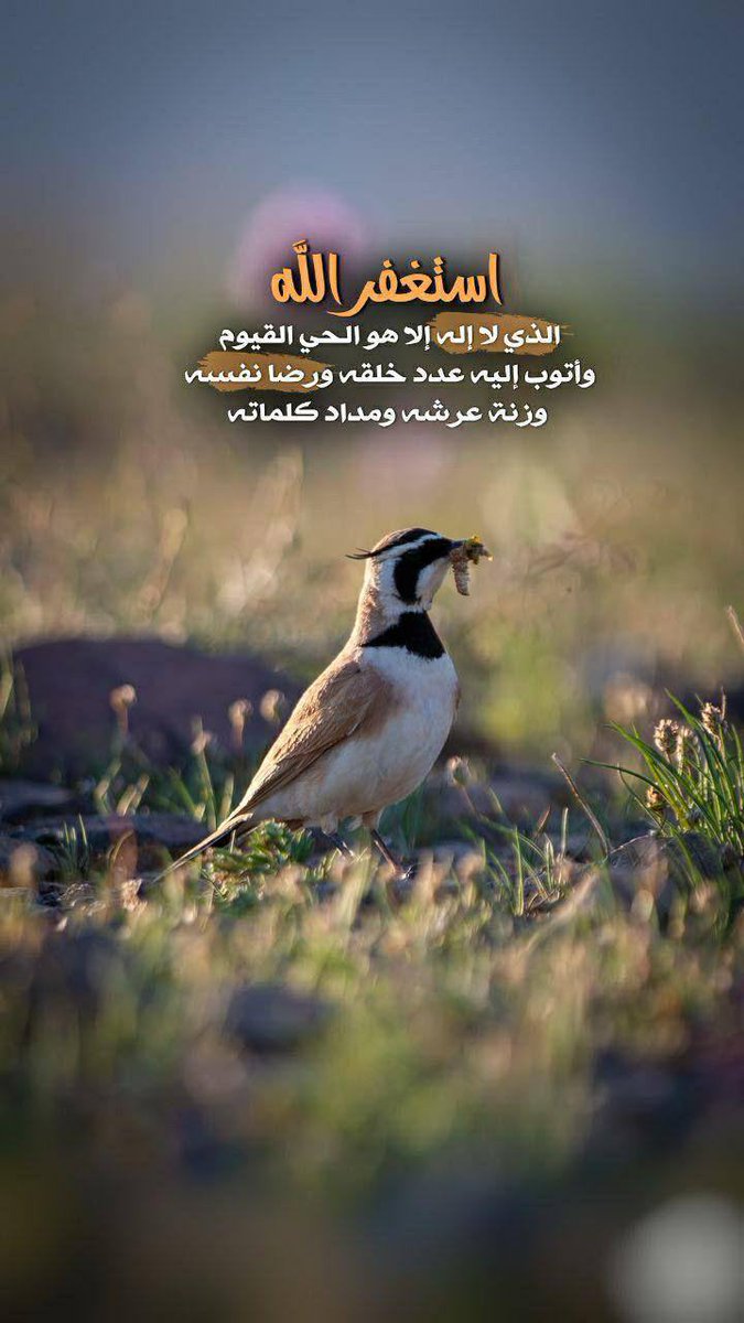 لولي الورد 🌷 tweet media