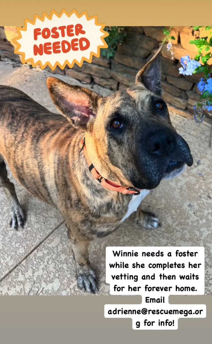 Gentle giant great with other dogs and loves kids in need of a foster! Apply to join our foster team at rmgdogs.org