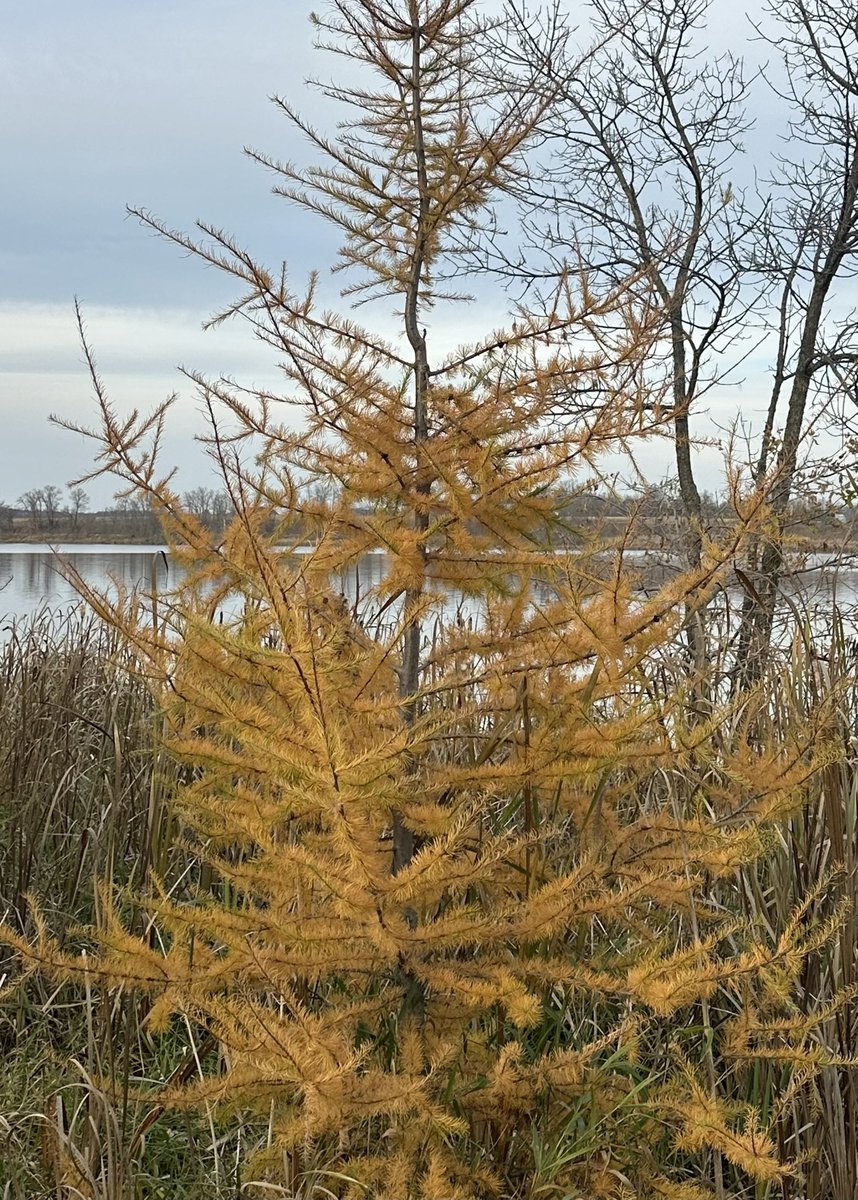 DanBueide's tweet photo. This is the American Larch’s time to shine. One of my most favorite native MN trees. We planted 10 in a small wetlands at our lake place. Score currently sits at Beavers 5, Dan 5. https://t.co/FdOKes6d7R