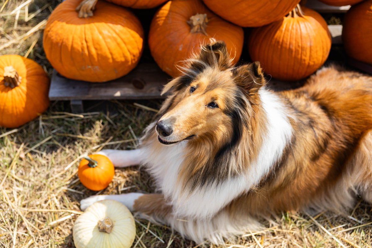 Reveille X tweet media