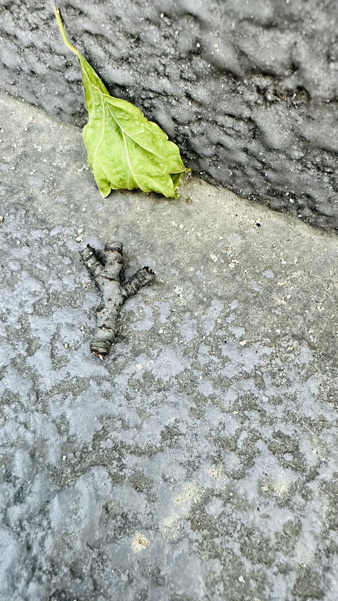 🕊️비두렐라 찾습니다. 

12시 넘어서도 안들어온

비두렐라 찾아요 😭