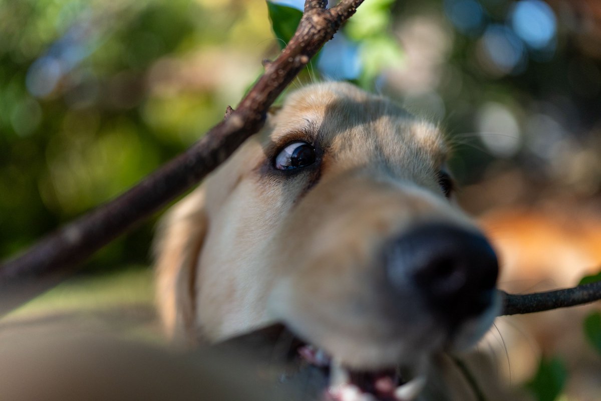 TheGoldenRatio4's tweet photo. Branch Management: A Series https://t.co/NxDg8chWgA