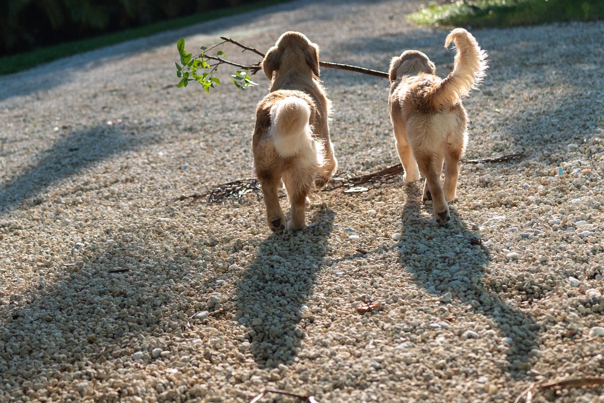 TheGoldenRatio4's tweet photo. Branch Management: A Series https://t.co/NxDg8chWgA