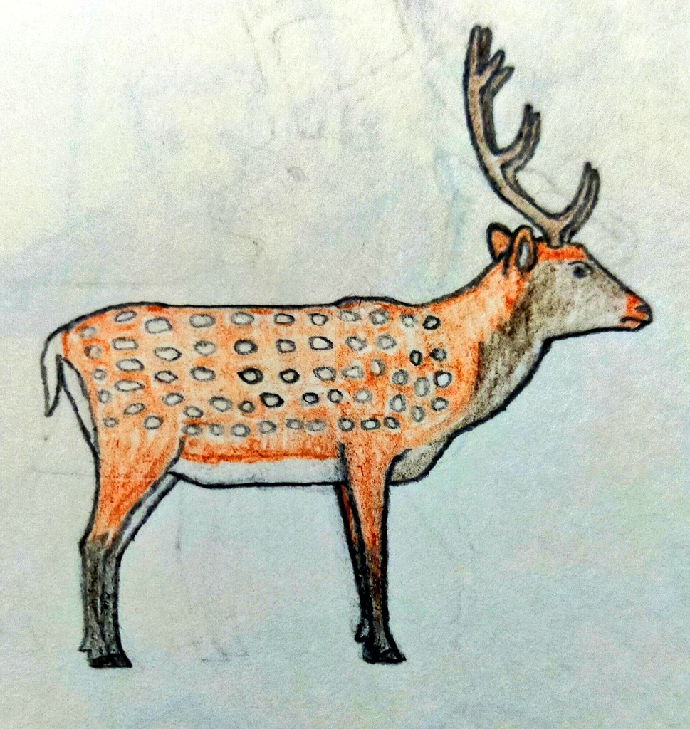 torm28's tweet photo. A Japanese Sika Deer also "shikanokonokonoko koshitantan"
#シカディール #Sikadeer #drawanimals #Mammals #ungulate #Cervidae #Japan https://t.co/sV9dZztnM0