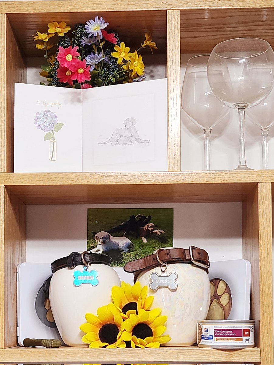 TCBunnycomics's tweet photo. Welcome home, Whiskey! 💖 I'm sure Momo will take good care of you. 🫂 https://t.co/qS4Lfof2Ds