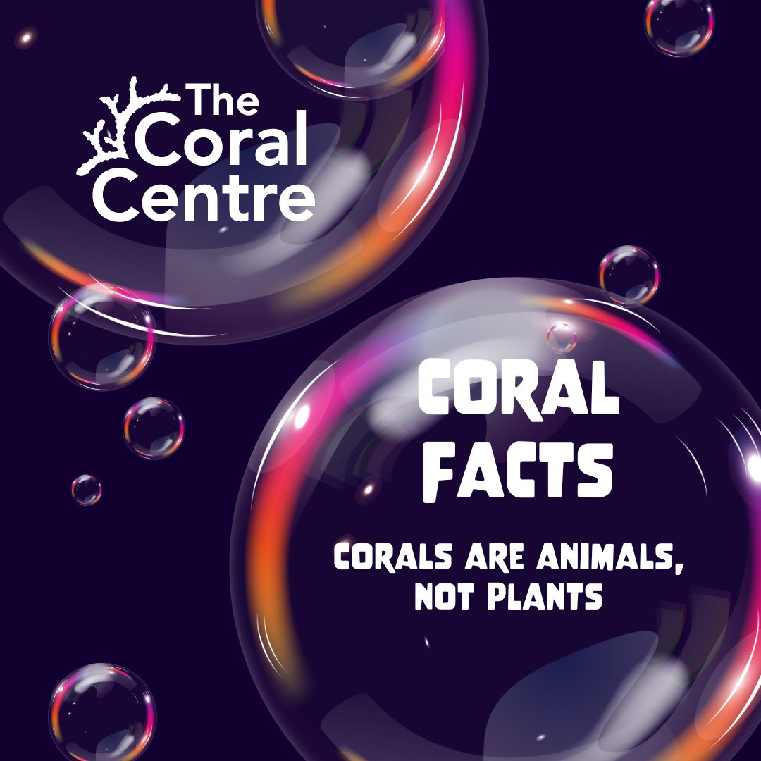A common misconception is that corals are plants or rocks but, in actual fact, they are animals. There are hard and soft varieties of coral which live together in large groups called colonies. 🪸

Credit: <a href="/Reef_World/">The Reef-World Foundation (Reef-World)</a>

#CoralFacts #CoralNerd #Coral #MarineLife #Reef