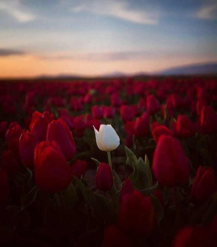 nvjla_77's tweet photo. Je nous souhaite à toutes d’être vue comme une tulipes blanche au milieu de toutes ces tulipes rouge. https://t.co/b5ToSYkGJz