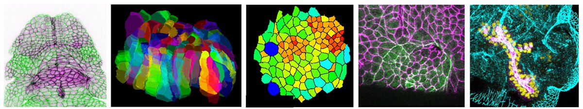 Katja Roeper (@katjaroeper) on Twitter photo Postdoc positions available in the Röper lab at the University of Cambridge! <a href="/PDN_Cambridge/">PDN Cambridge</a>
Join us and help discover the role that supracellular actomyosin assemblies and cell adhesion play in sculpting organs in Drosophila!
jobs.cam.ac.uk/job/48942/ Postdoc positions available in the Röper lab at the University of Cambridge! <a href="/PDN_Cambridge/">PDN Cambridge</a>
Join us and help discover the role that supracellular actomyosin assemblies and cell adhesion play in sculpting organs in Drosophila!
jobs.cam.ac.uk/job/48942/