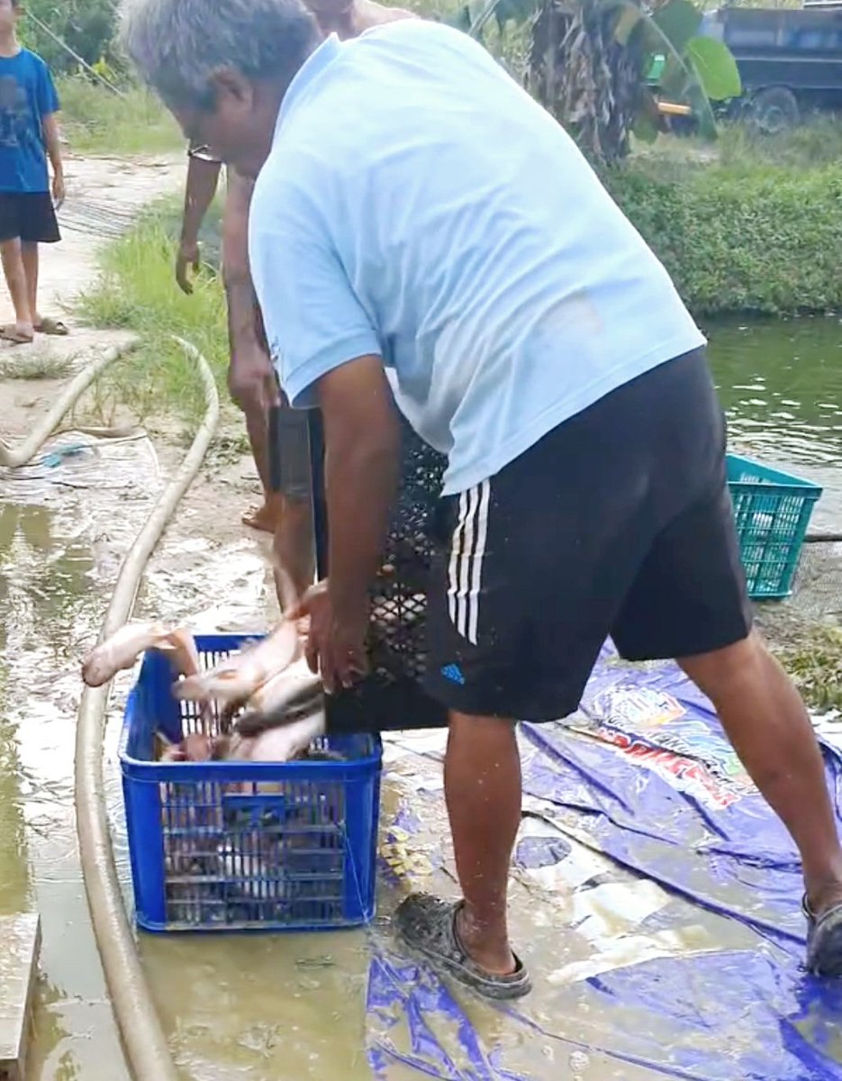 HenderaFN's tweet photo. Senin,28/10/24,HenderaFN LuhkanBanjar,Kunjungan kekolam Pak Hery(Pokdakan Patin Harapan Desa Penggalaman), Panen Ikan Patin total 4,5 ton harga 24rb/kg,ukuran 0,8-1kg/ekor, @luhlapor @bppsdm_bp3bwi https://t.co/bPOe6GuHJp