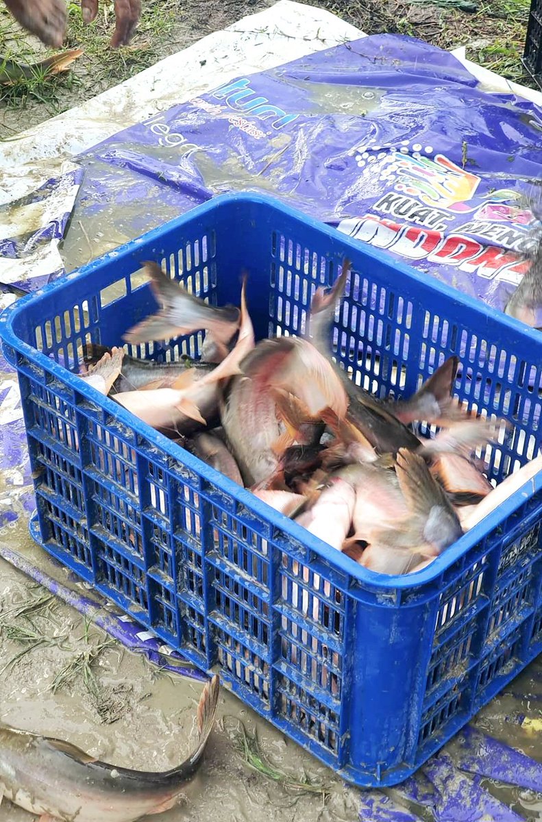HenderaFN's tweet photo. Senin,28/10/24,HenderaFN LuhkanBanjar,Kunjungan kekolam Pak Hery(Pokdakan Patin Harapan Desa Penggalaman), Panen Ikan Patin total 4,5 ton harga 24rb/kg,ukuran 0,8-1kg/ekor, @luhlapor @bppsdm_bp3bwi https://t.co/bPOe6GuHJp
