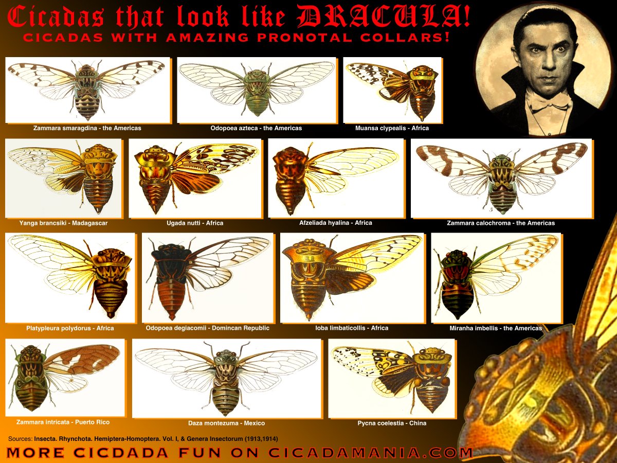 Cicada Mania... We Love Cicadas tweet media