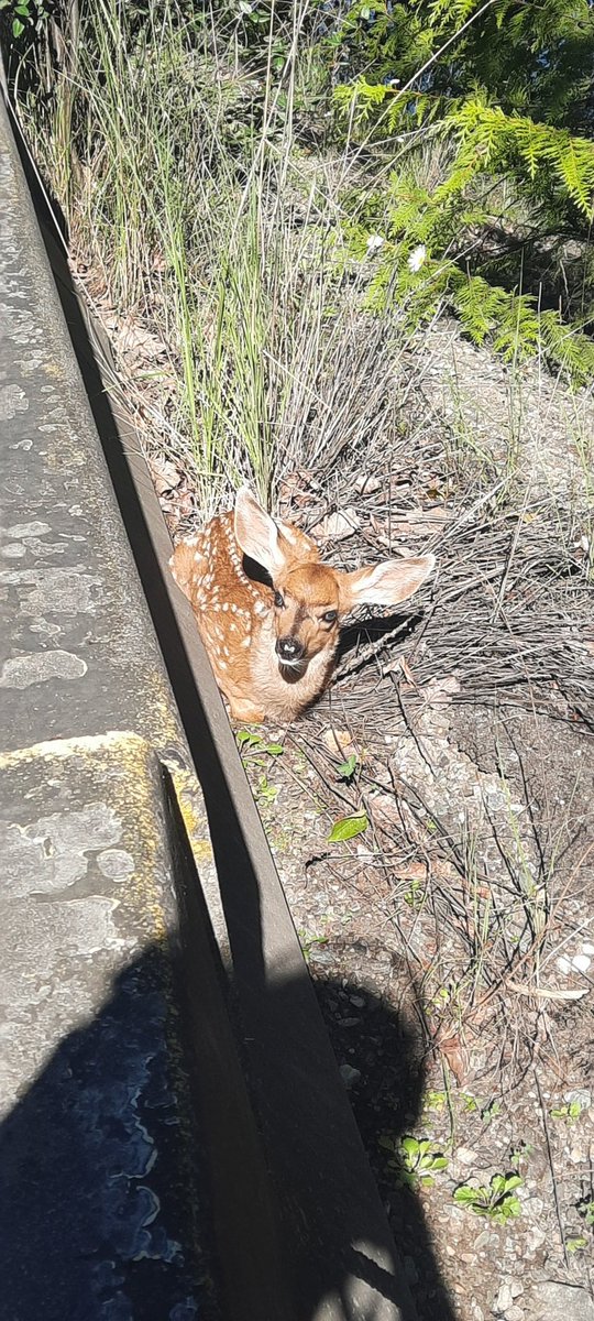 liquidwinter2's tweet image. Aww little guy