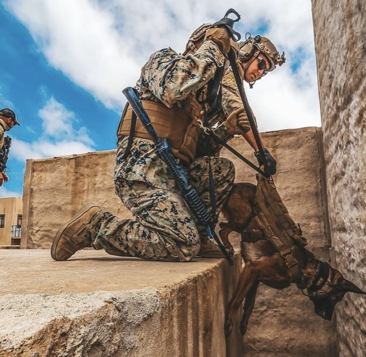 I think it's a good day to appreciate our military working dogs.