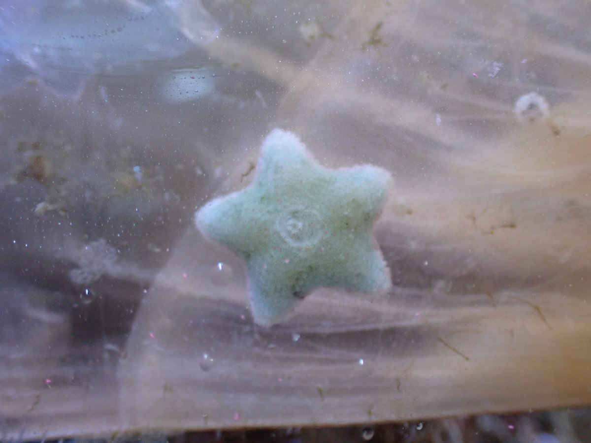 小さなヒトデ みさきのうみしだ on X