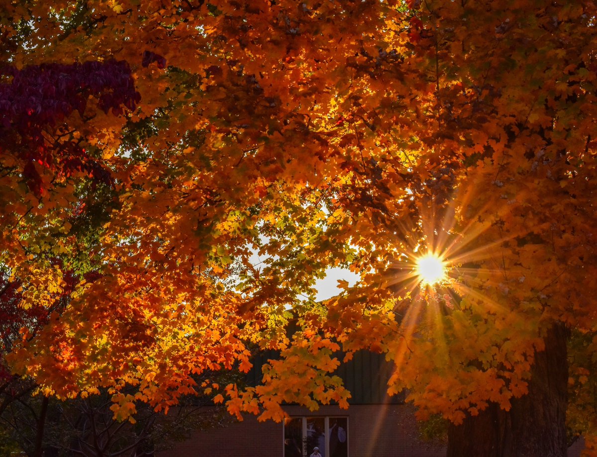 DaviessFiscalCo's tweet photo. The City of Whitesville, Kentucky is magnificent in the fall.
One of the prettiest towns in the entire Commonwealth. Look at those leaves!
#DaviessCounty #Whitesville #Kentucky #October #FallFoliage #Autumn #GoldenHour https://t.co/dRnWyIn23d