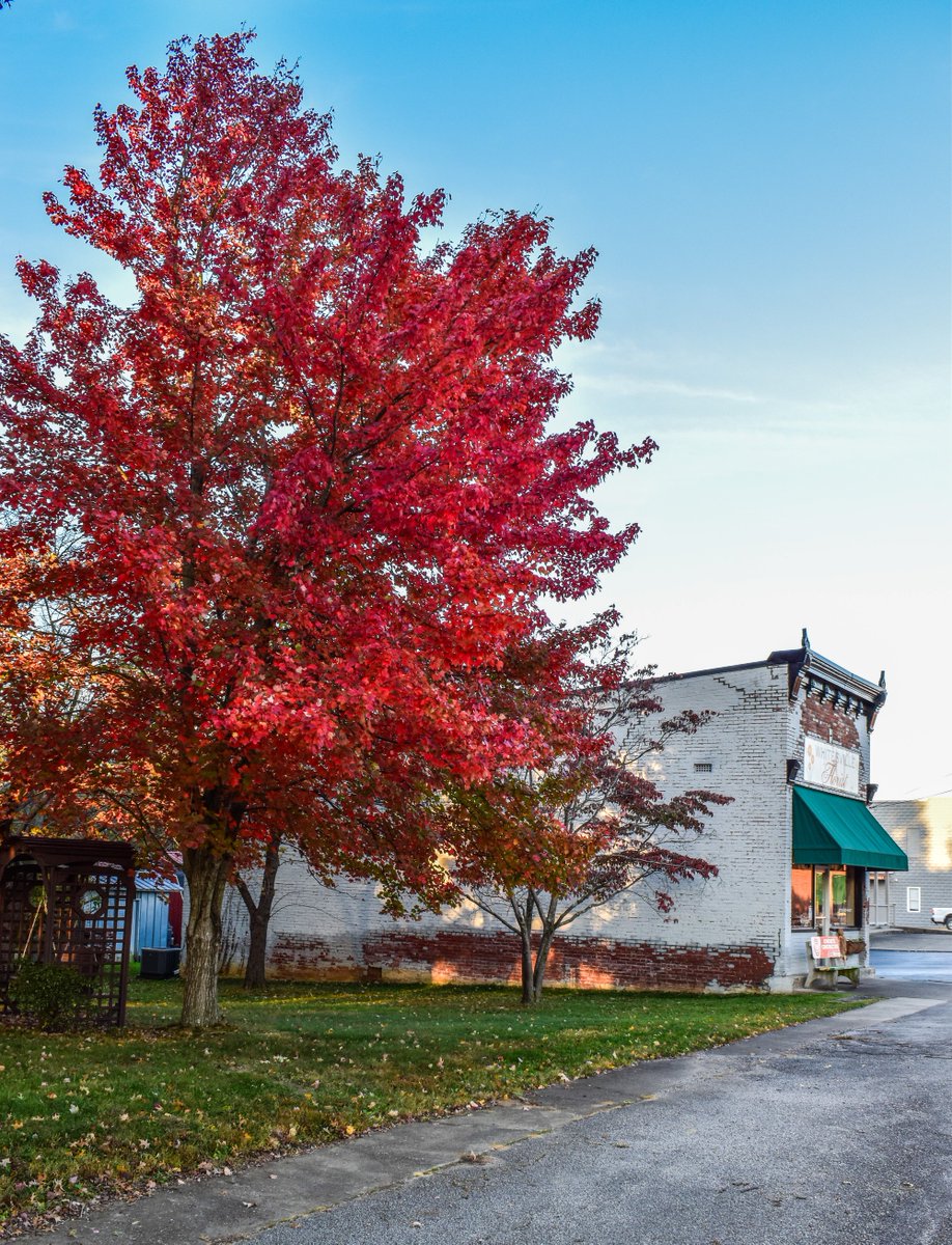 DaviessFiscalCo's tweet photo. The City of Whitesville, Kentucky is magnificent in the fall.
One of the prettiest towns in the entire Commonwealth. Look at those leaves!
#DaviessCounty #Whitesville #Kentucky #October #FallFoliage #Autumn #GoldenHour https://t.co/dRnWyIn23d
