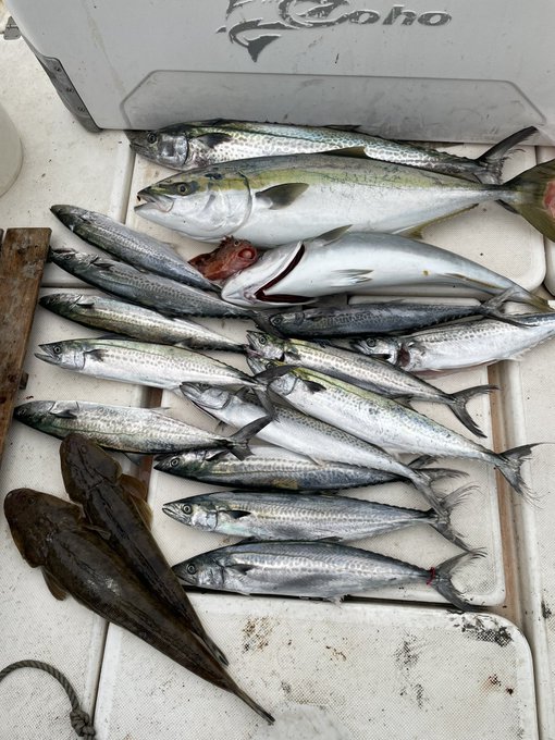 日曜の釣果
YouTubeに動画アップしてるので
良かったら見てください 