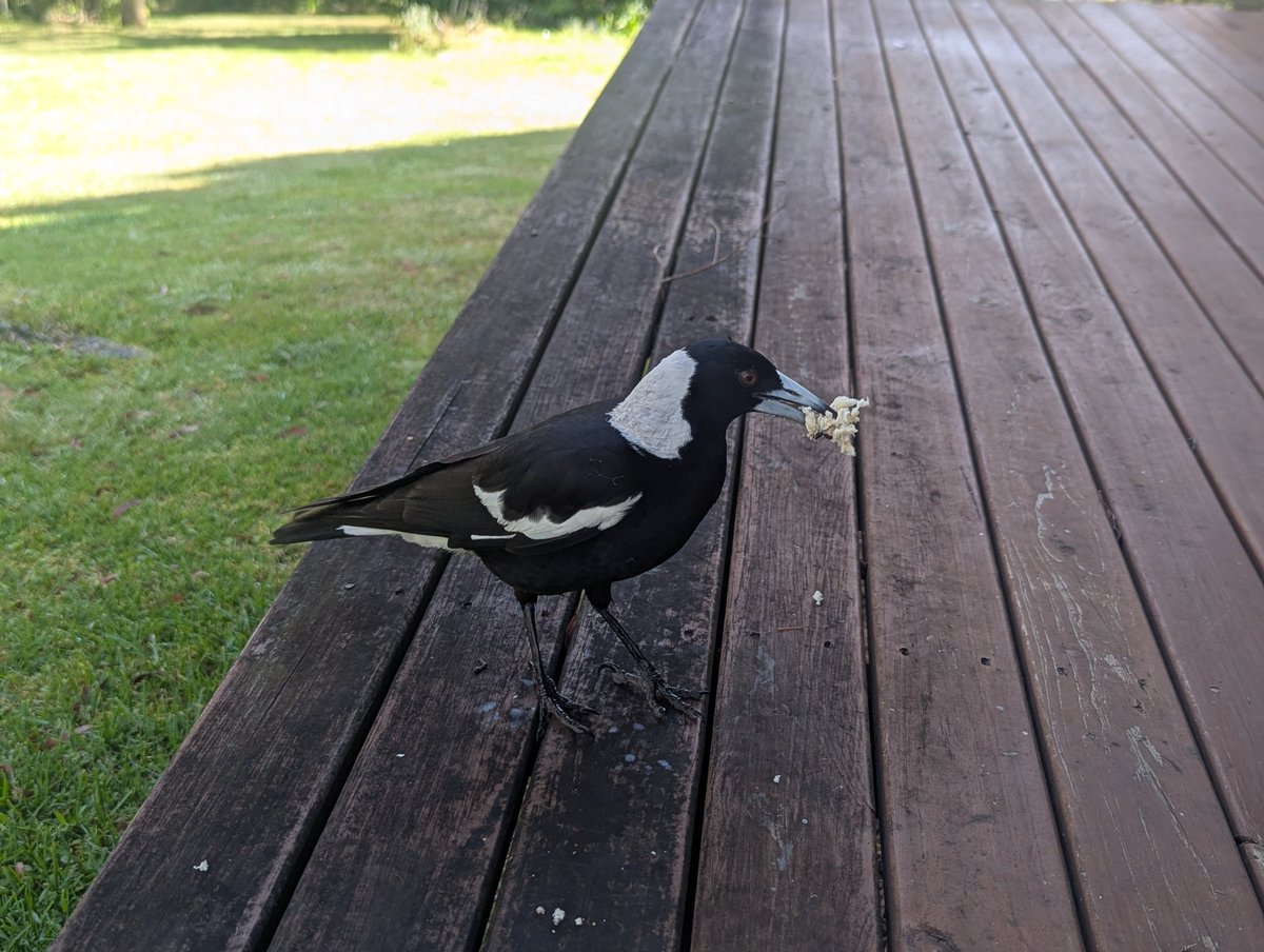 Scott Phillips tweet media