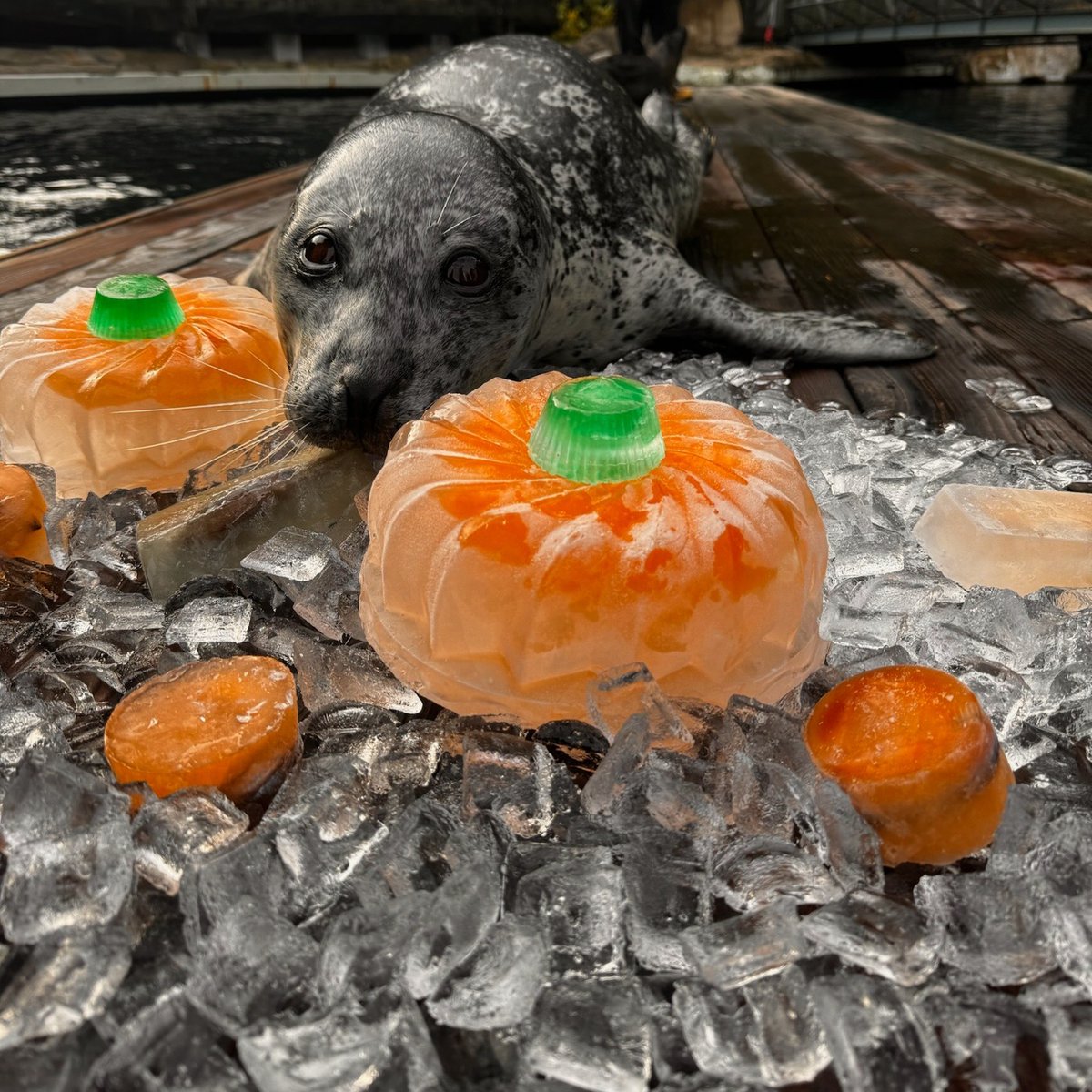 Pumpkin-themed ice treats for the harbour seals! 🎃 🦭