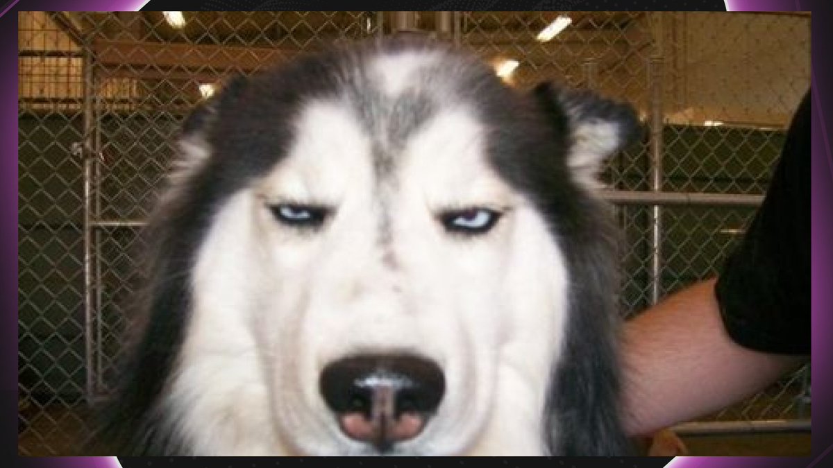 OnlyPerpsCom's tweet photo. When your trading strategy fails and your dog starts judging you https://t.co/BZxIiVVv5E