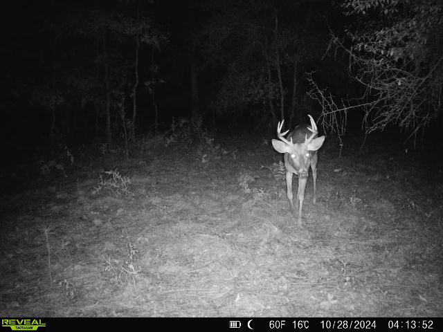 Edover60's tweet photo. This fella came through the yard early this morning. #flwildlife https://t.co/qLgDecVHWC
