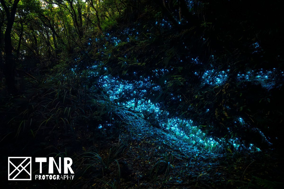 TNR_Protography's tweet photo. Hokitika Glow Worm Dell puts on quite the display! https://t.co/efbKyYEkFT