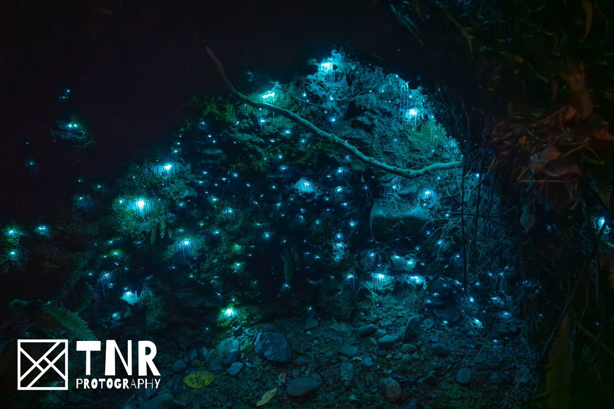 TNR_Protography's tweet photo. Hokitika Glow Worm Dell puts on quite the display! https://t.co/efbKyYEkFT