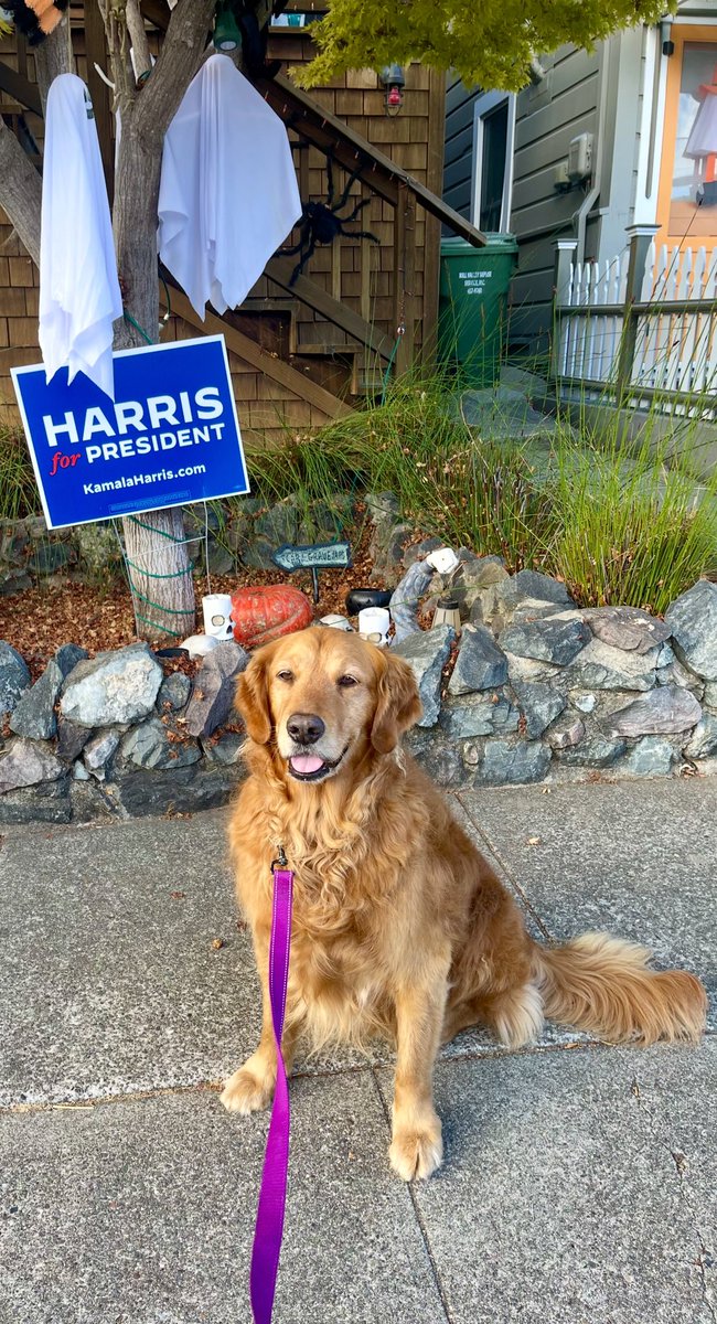 SqueakyMissD's tweet photo. This sweet, 11 yo #Gingerlicious #OfficeDoggo has recently been diagnosed with #CHF + #DCM, but that won’t stop her from encouraging all you humans to:
#Vote
#KamalaHarris💙🌊
#HarrisWalz2024💙🌊
#VoteBlue💙
#VoteBlueUpandDownBallot💙
#Election2024
💙💙💙💙💙💙💙💙💙💙💙💙💙 https://t.co/J5iU975lR6