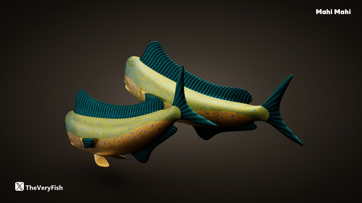 The Mahi Mahi (or Dorado) is a striking predatory fish with a high, keel-like forehead that reaches a speed of 50 knots.

Personally, I think they are too pretty to eat. 😅

#ToyDesign #Fish #MahiMahi #MarineLife #ChaosCorona