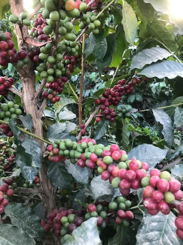 MTN_Coffee1's tweet photo. #صباح_الخير
#قهوة_السعودية

رائحة القهوة السعودية تروي حكايات الصحراء. https://t.co/JRVWHgEfcX