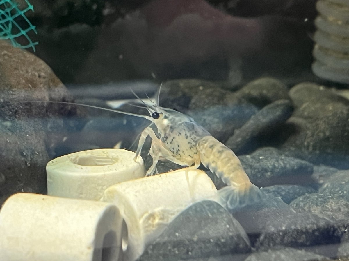 catemacoensis's tweet photo. ザリガニの在庫チェックデー…🦞✨
成長具合や外骨格の硬さ、セメント腺と抱卵のチェックなどを実施中💛
ザリガニ規制後は飼育も衰退しましたが、現在は徐々に戻りつつ…😆
#ザリガニ
#Procambarus
#clarkii https://t.co/NnhwrLwXYE