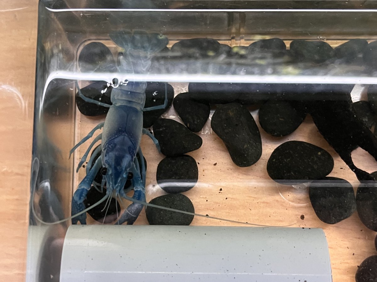 catemacoensis's tweet photo. ザリガニの在庫チェックデー…🦞✨
成長具合や外骨格の硬さ、セメント腺と抱卵のチェックなどを実施中💛
ザリガニ規制後は飼育も衰退しましたが、現在は徐々に戻りつつ…😆
#ザリガニ
#Procambarus
#clarkii https://t.co/NnhwrLwXYE