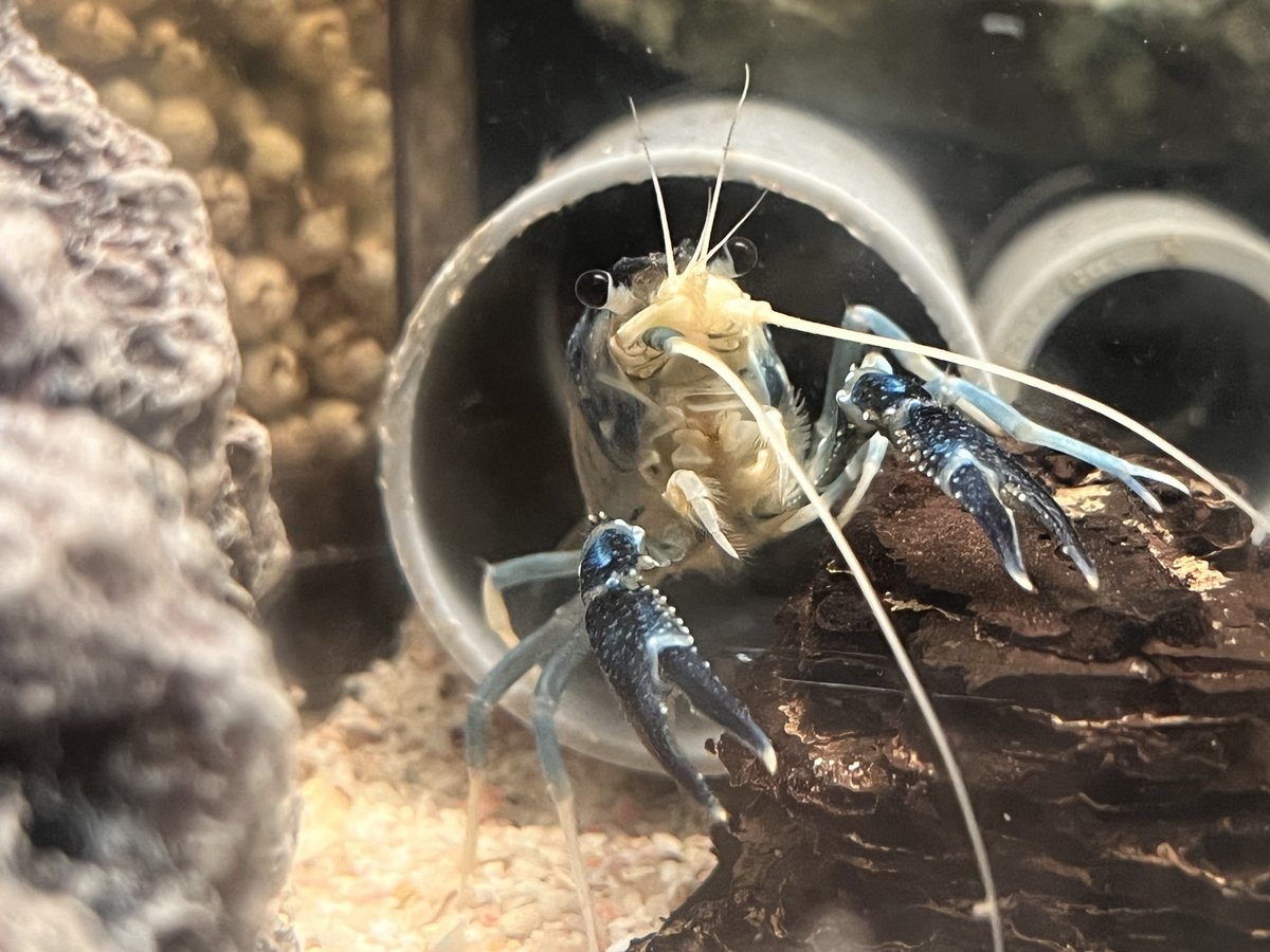 catemacoensis's tweet photo. ザリガニの在庫チェックデー…🦞✨
成長具合や外骨格の硬さ、セメント腺と抱卵のチェックなどを実施中💛
ザリガニ規制後は飼育も衰退しましたが、現在は徐々に戻りつつ…😆
#ザリガニ
#Procambarus
#clarkii https://t.co/NnhwrLwXYE
