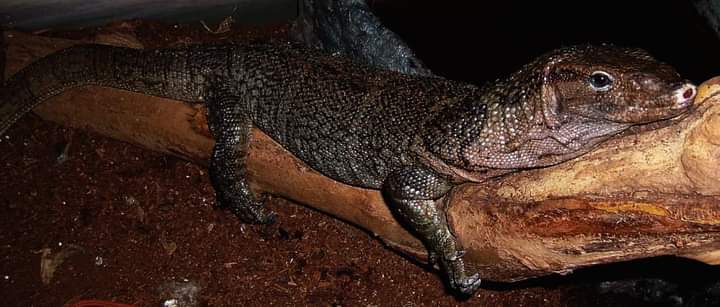 InkedHellHound's tweet photo. His name was Mr Meow, the mangrove monitor lizard https://t.co/l5aTsz0ogV