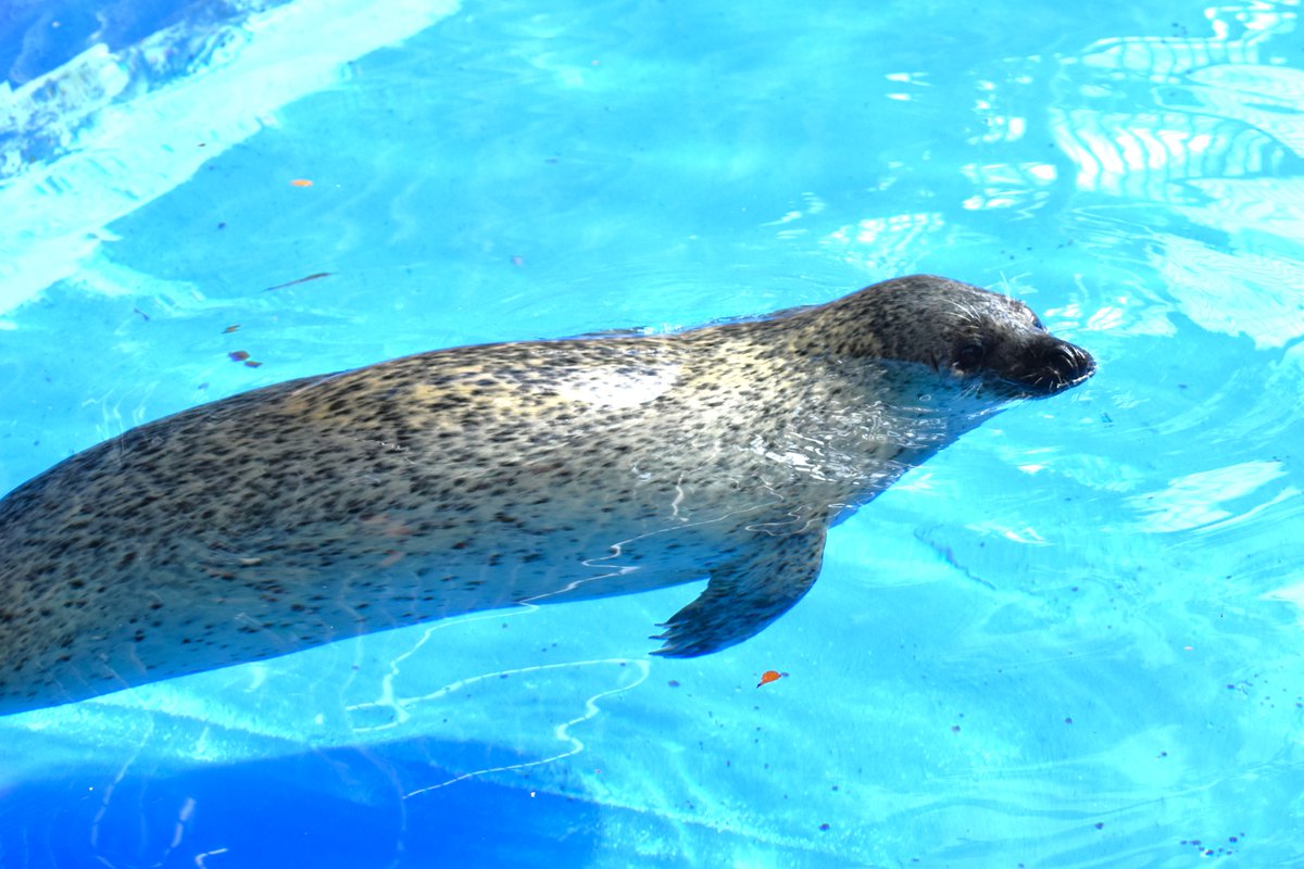 アザラシ 動物園シリーズ 確認用