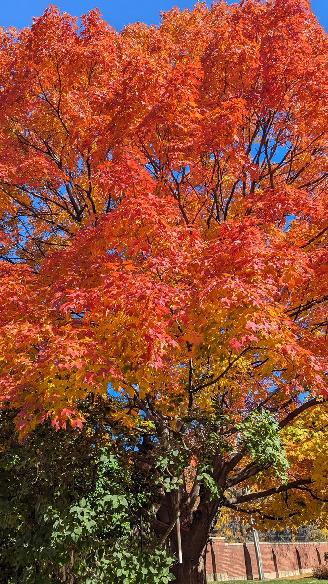 Amfurknee's tweet photo. Graceland #Cemetery located at the corner of Irving Park and Clark. #Chicago #fall #foliage #season #Halloween https://t.co/wtgkRBerlB