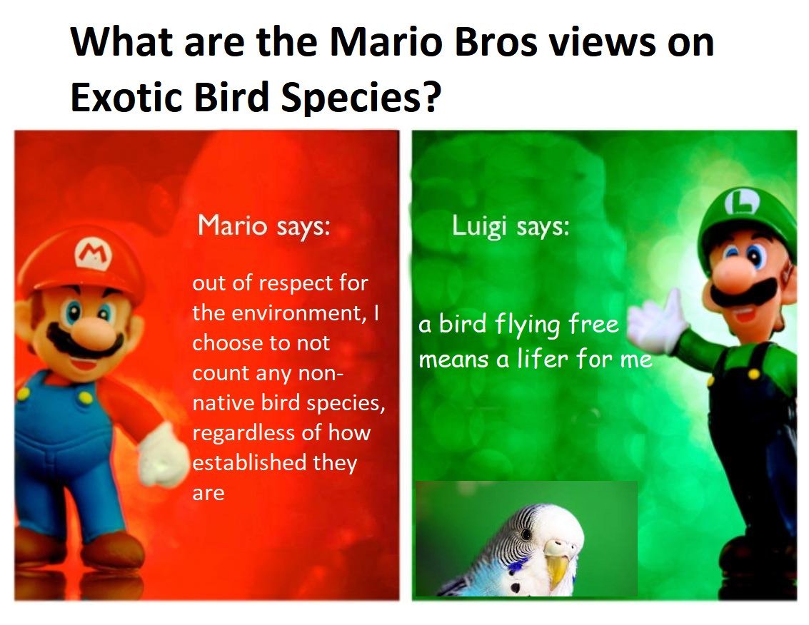 Steven 🇮🇩 🇺🇸 🍉(neontetraploid on IG) (@neontetraploid) on Twitter photo 