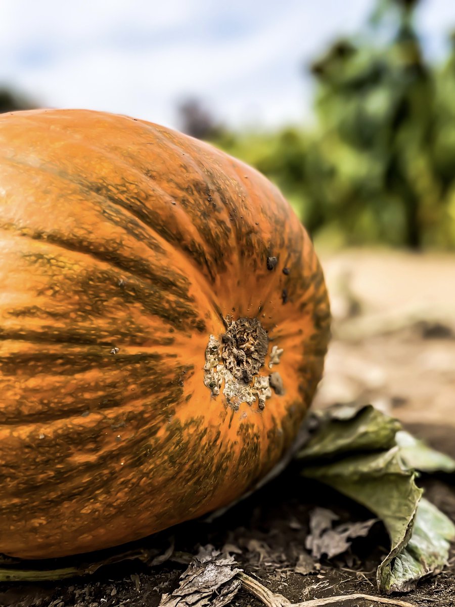 2 Spooky Days Until Halloween 🎃