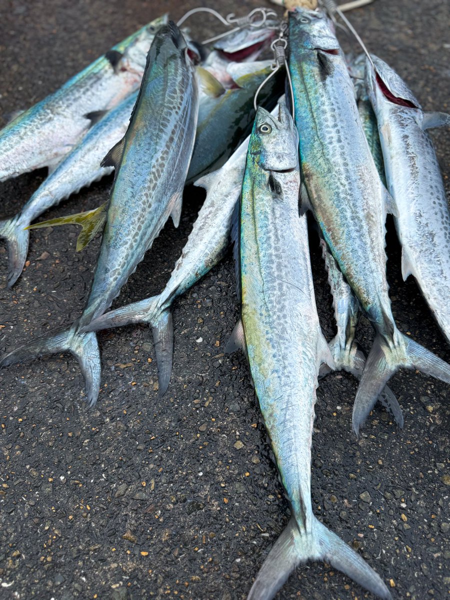 本日の大阪湾ショアジギ釣果🐟
これ以外にクーラーにブリ属とサゴシも。
リリース含めてかなり遊べました！

自分は牙族2本だけ持って帰って全部あげた😂😂