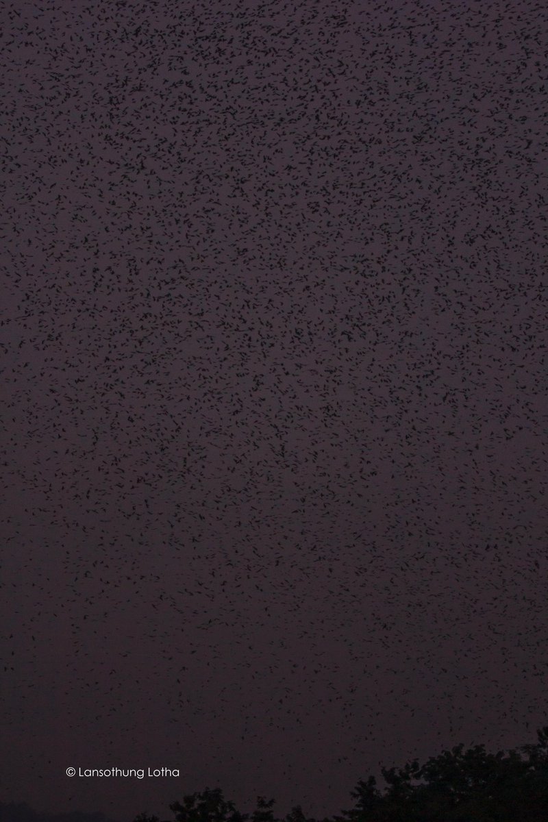 Lansothung Lotha tweet media