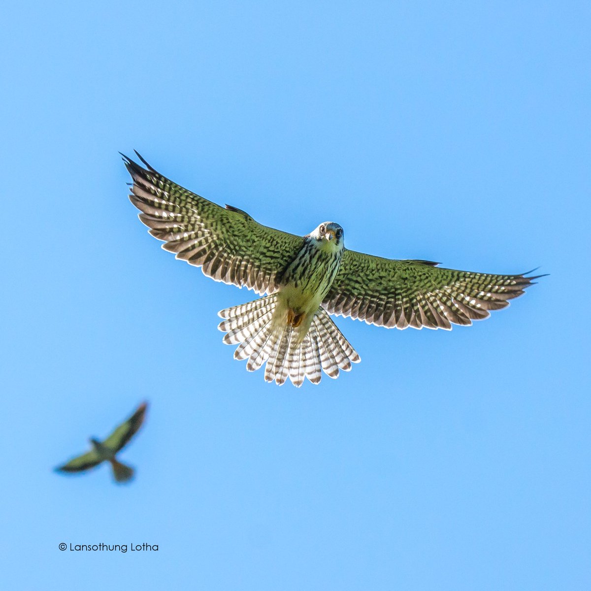 Lansothung Lotha tweet media