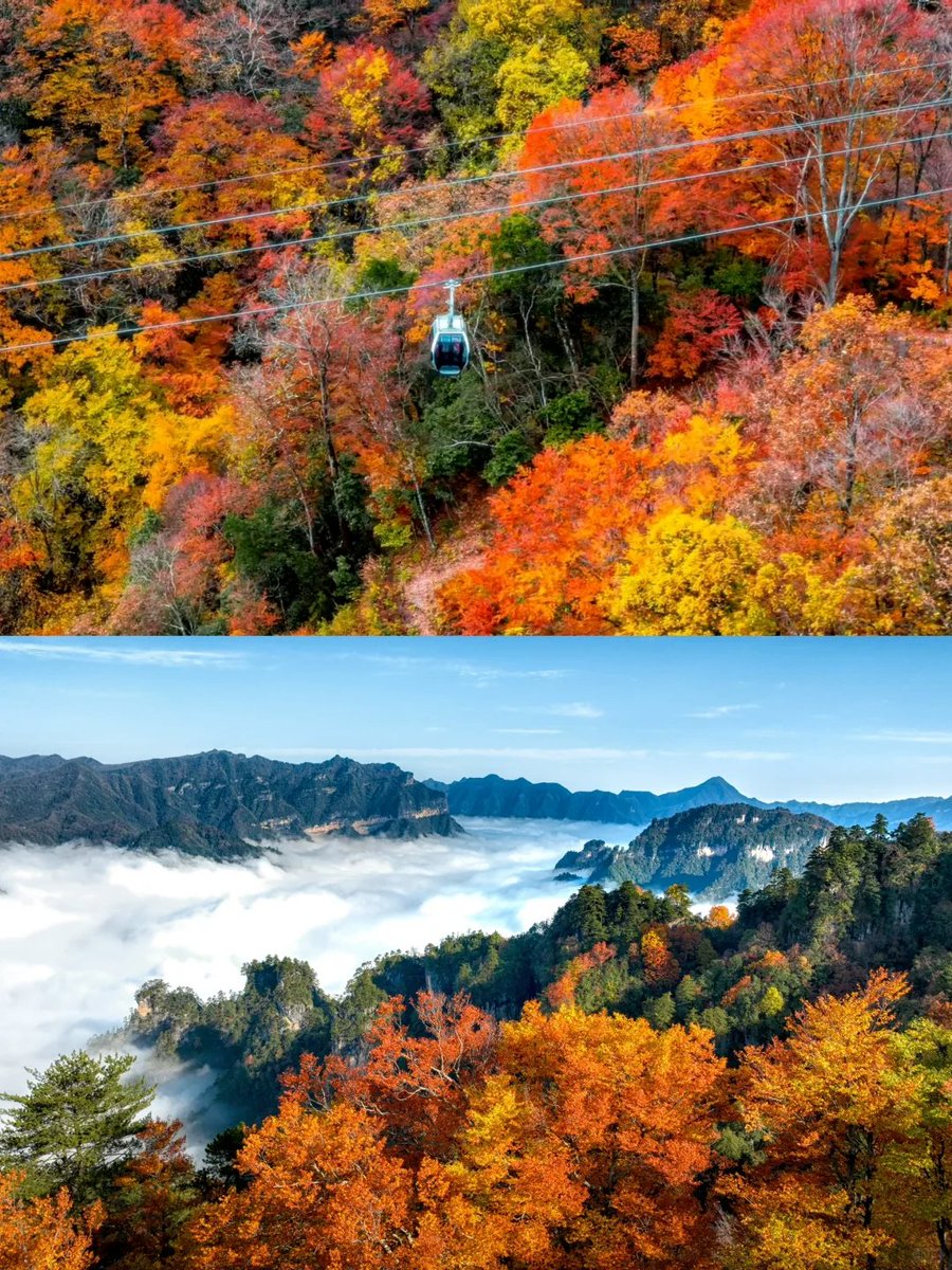 秋色正浓！
又到绝美红叶观赏时！

#秋色  #红叶  #美景