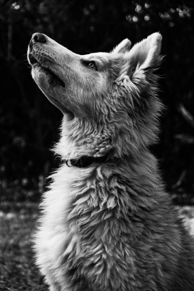 HillMotion's tweet photo. Shot on Fujifilm X-T1 #fujifilm_xseries #husky #photoghraphy https://t.co/RkfWudSEnd